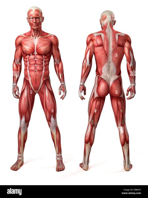 Vista Frontal Y Trasera Del Sistema Muscular Masculina Ilustraci N