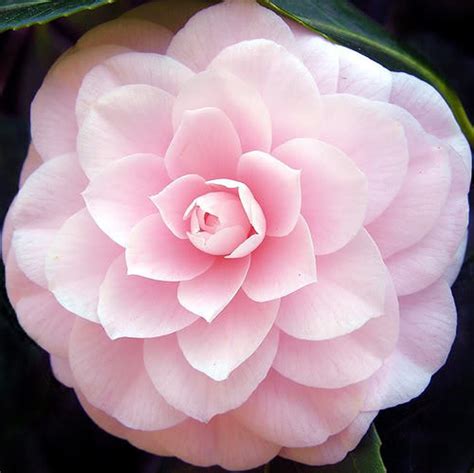100 Mixed Colors Double Camellia Impatiens Balsam Lady Etsy