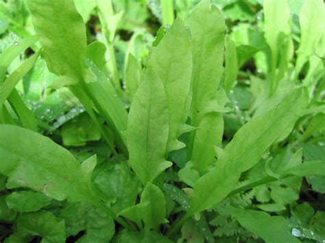 Edible Weeds 20 Common Weeds You Can Eat The Old Farmers Almanac