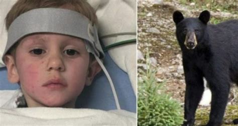 Little Boy Says A Bear Saved Him After He Got Lost In The Woods News