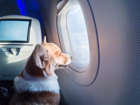 How to reduce travel stress for your dogs