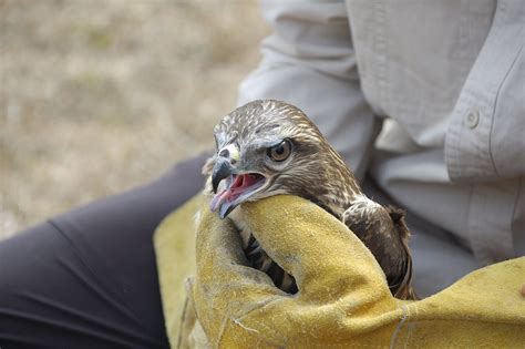 10 of Canada’s greatest wildlife rescue centres - Cottage Life