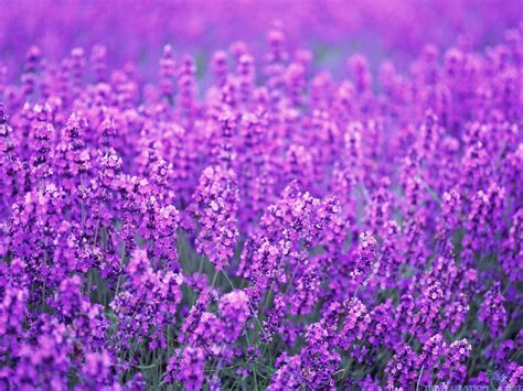 Quotes About Lavender Flowers Quotesgram