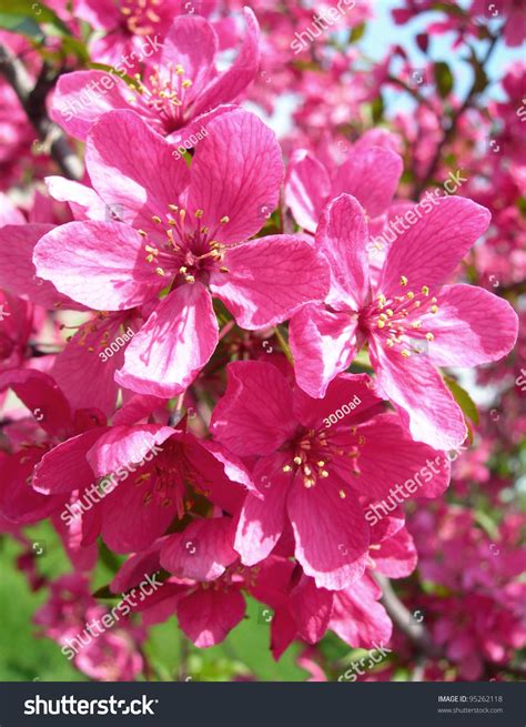 Closeup On Blossoms Of Hot Pink Flowering Tree In Spring Stock Photo