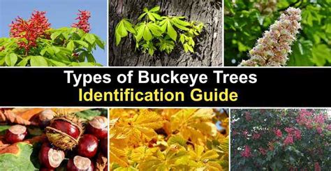 Types Of Buckeye Trees With Their Flowers And Leaves Pictures