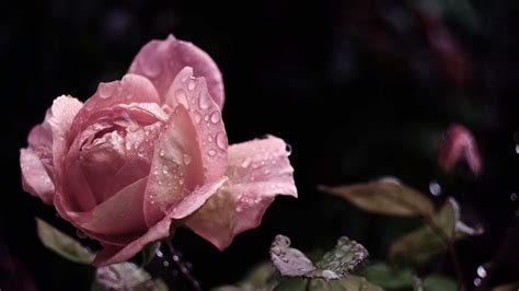 Download Wallpaper 1920x1080 Rose Flower Bud Leaf Drops Rain Full