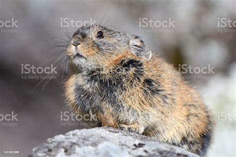 Japanese Pika On The Rock Stock Photo Download Image Now Animal