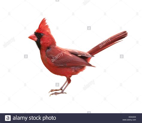 Male Northern Cardinal Cardinalis Isolated On White Background