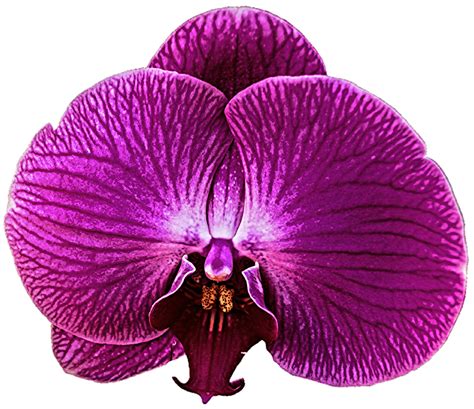 Dark Pink Orchid By Jeanicebartzen27 On Deviantart