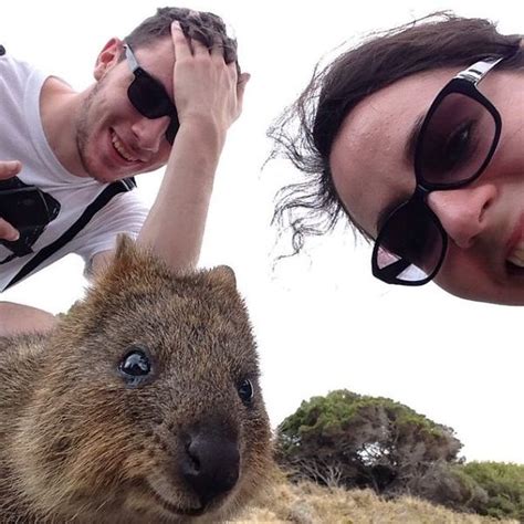 Quokka Selfie Is What Everyone Is Doing Right Now