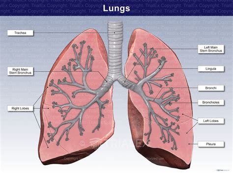Lung Anatomy Trialexhibits Inc