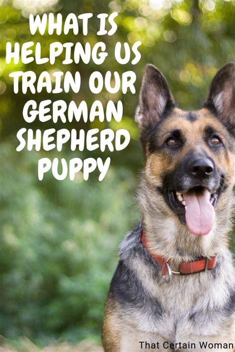 What Is Helping Us Train Our German Shepherd Puppy Shepherd Puppies