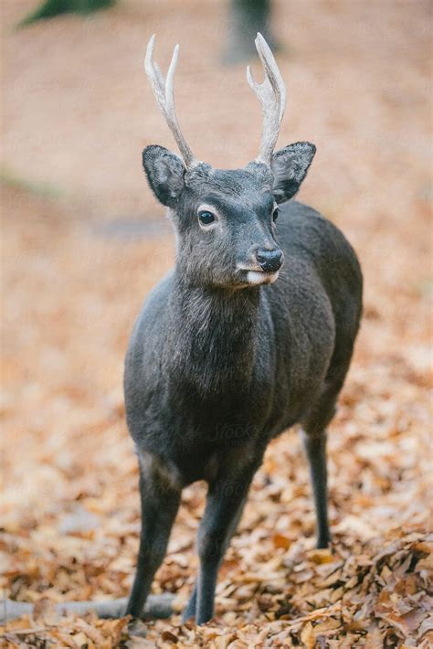 Male Sika Deer Del Colaborador De Stocksy Peter Wey Stocksy