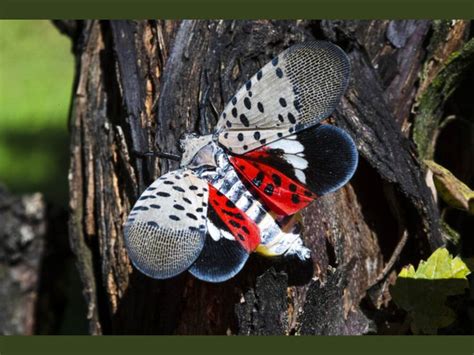Spotted Lantern Fly Kill Them On Sight Insects Invasive Species