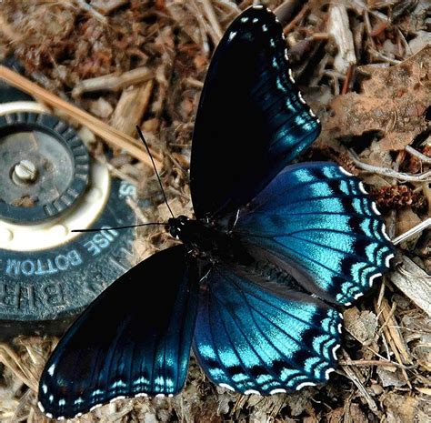 Very Blue Butterfly A Photo From Virginia South Trekearth