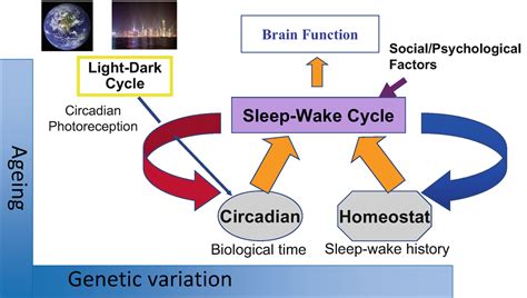Sleep Physiology Circadian Rhythms Waking Performance And The