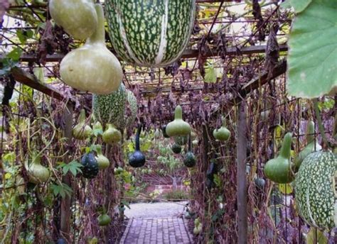 Enchanted Garden Grow A Hanging Vegetable Arbor Organic