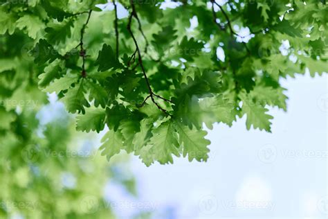 The Green Leaves Of The Oak Tree Close Up Against The Sky In The