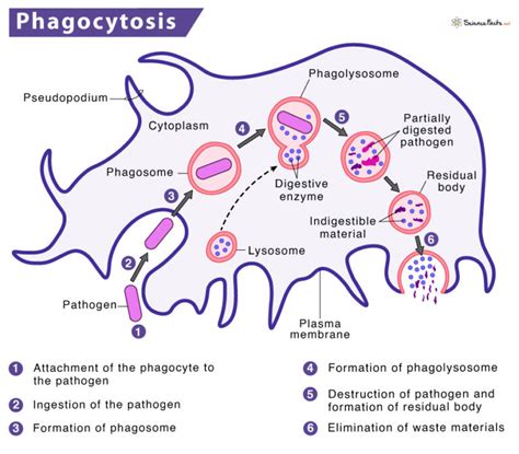 Phagocytosis Process With Definition Steps And Examples