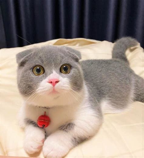Scottish Fold Munchkin Cat The Instagram Famous Cat We