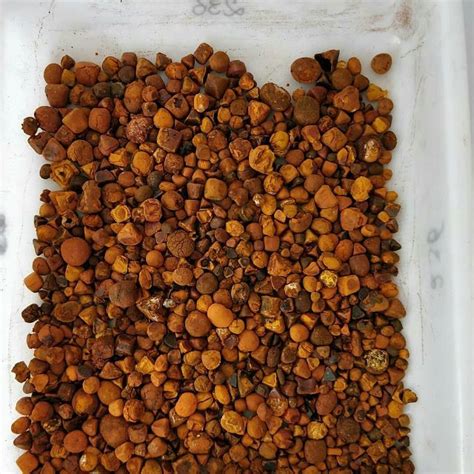 Buy dry calculus bovis | Cow bezoar Suppliers | Cattle gallstones for sale