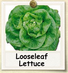 Commercial and residential property services. How to Grow Looseleaf Lettuce | Guide to Growing Looseleaf ...