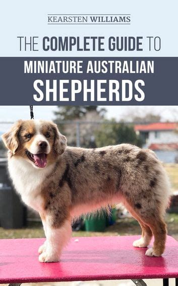 The Complete Guide To Miniature Australian Shepherds Ebook By Kearsten Williams Rakuten Kobo
