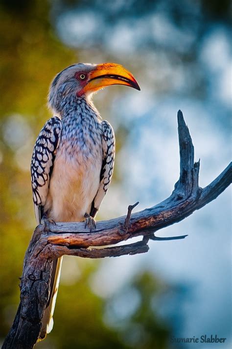 Southern Yellow Billed Hornbill Found In Southern Africa Southern