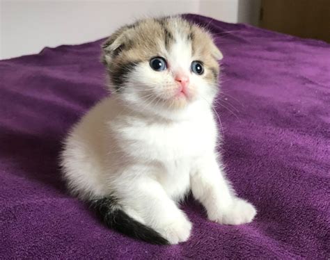 Gorgeous Pedigree Scottish Fold Kittens Cats For Sale Price