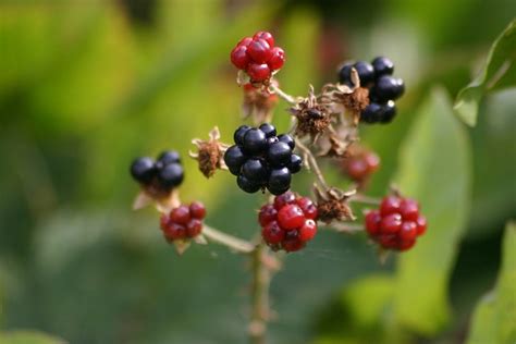 Blackberry Berry Blackberries Free Photo On Pixabay Pixabay