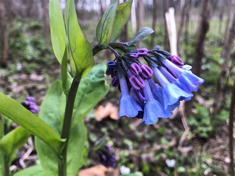 Wisconsin Wildflower Virginia Bluebells Spring Ephemeral