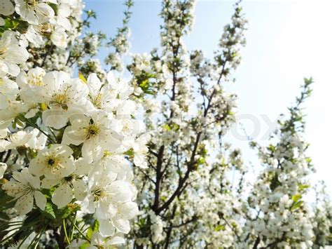 Blossoming Tree With White Flowers In Stock Image Colourbox