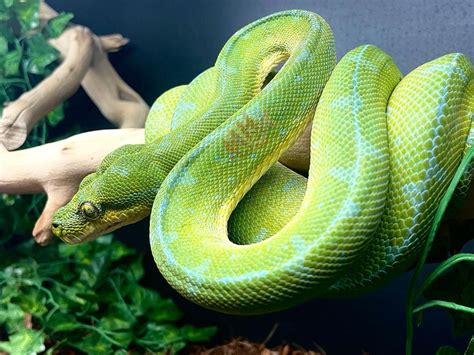 Baby Jayapura Green Tree Python Reptiles For Sale