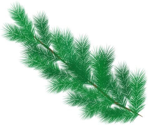 Download Fir Tree Branch Pine Needles Royalty Free Vector Graphic