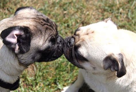 Puggie Kisses Cute Pug Pictures Animal Pictures Funny Pics Creatures