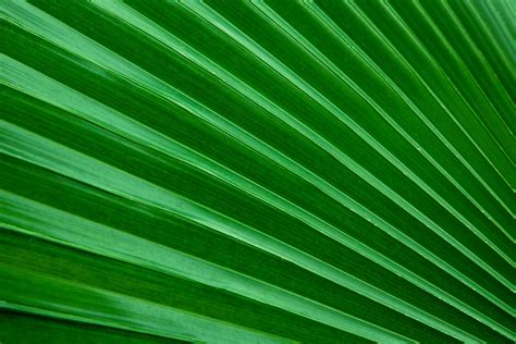 Tropical Leaf Background Free Stock Photo Public Domain