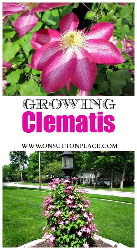 Clematis Vine Growing Tips And Care On Sutton Place