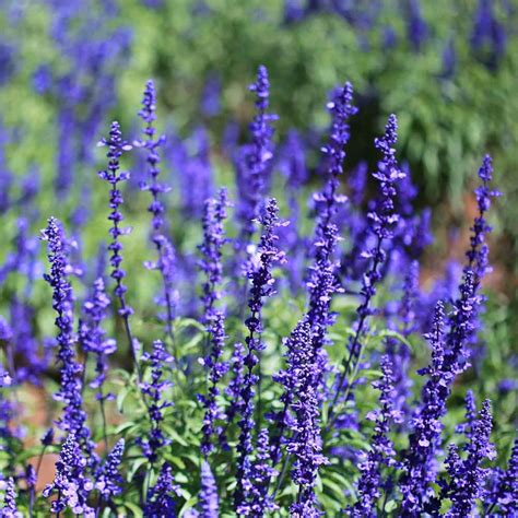 Fragrant blue flower clusters bloom intermittently from april through october. Sage Seeds - Blue Sage Wildflower Seeds