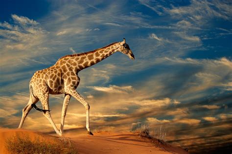 Imágene Experience Jirafa En Las Dunas Del Desierto Animales De África