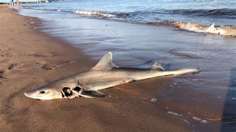 Shark In New York City Beach Staten Island Youtube