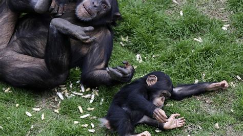Nih Will End Its Chimp Research Program