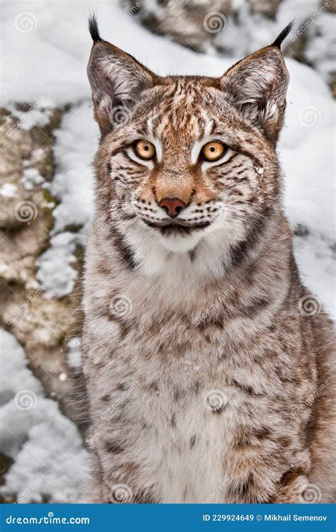 Proud Wild Forest Wildcat Lynx Sits Upright And Stock Image Image Of