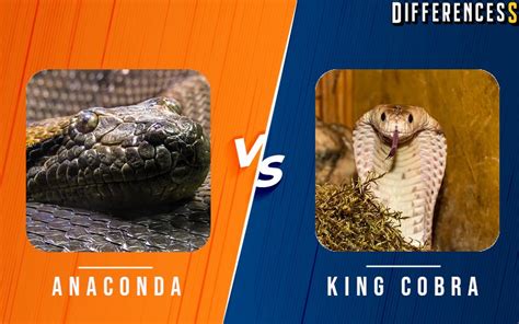 King Cobra Vs Green Anaconda Differences And Comparison Differencess