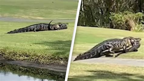 Massive Alligator Caught Carrying Smaller Love Rival Across Lawn