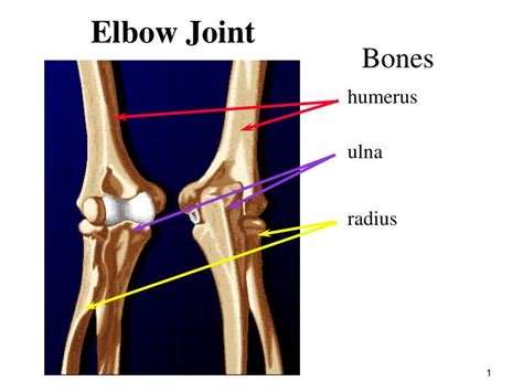 Elbow Structure Anatomy