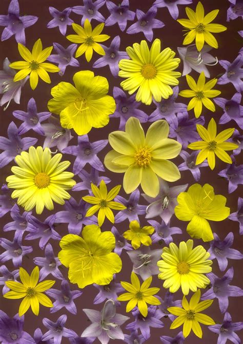 115 Best Images About Purple And Yellow On Pinterest Pastel Paintings