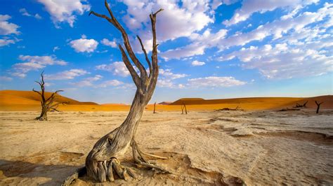 Sfondi Namibia Africa Legna Deserto Paesaggio 2560x1440