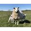 Sheep Products – Tarff Valley Ltd