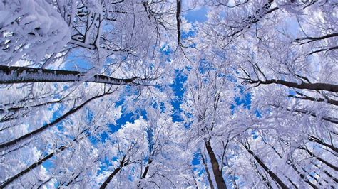 Wallpaper Pohon Hutan Salju Musim Dingin Cabang Es Embun Beku