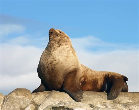 Steller Sea Lion Sea Lion Facts And Information